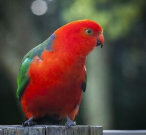 gorgeous king-parrot